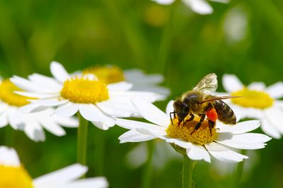 Foto: Biene auf Blume