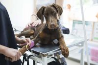 Foto: Hund beim Tierarzt